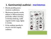 Biologija - augalų audiniai 3 puslapis