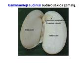 Biologija - augalų audiniai 4 puslapis