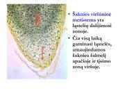 Biologija - augalų audiniai 5 puslapis