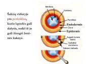 Biologija - augalų audiniai 6 puslapis