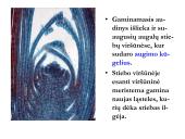 Biologija - augalų audiniai 7 puslapis