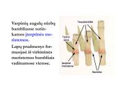 Biologija - augalų audiniai 8 puslapis