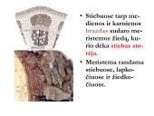 Biologija - augalų audiniai 9 puslapis