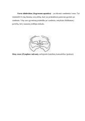 Vorai ir erkės 14 puslapis