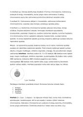 Mejozė bei mitozė 3 puslapis