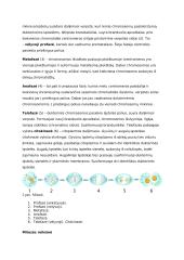 Mejozė bei mitozė 4 puslapis