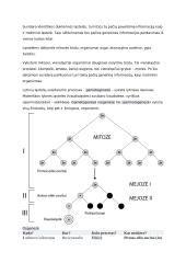 Mejozė bei mitozė 5 puslapis