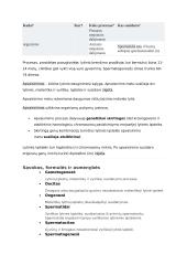 Mejozė bei mitozė 7 puslapis