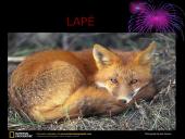 Mano mėgstamiausi gyvūnai 2 puslapis