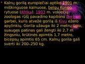 Mano mėgstamiausi gyvūnai 11 puslapis