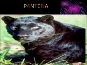 Mano mėgstamiausi gyvūnai 8 puslapis