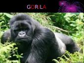 Mano mėgstamiausi gyvūnai 10 puslapis