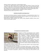 Pasaulio dykumos 10 puslapis