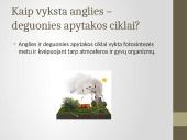 Deguonies ir anglies reikšmė gyvajai gamtai 14 puslapis