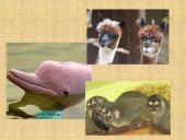 Peru and its geography 9 puslapis