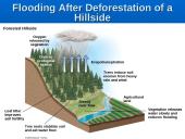 Water Pollution: Types, Effects, and Sources 8 puslapis