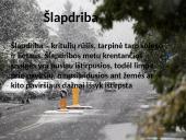 Oras, orai ir klimatas 8 puslapis