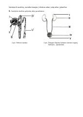 Žmogaus šalinimo organai 2 puslapis