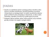 Kiaulių užimtumas ir žaislai 2 puslapis