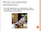 Kiaulių užimtumas ir žaislai 11 puslapis