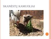 Kiaulių užimtumas ir žaislai 5 puslapis