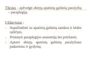 Abiejų apatinių galūnių paralyžius - paraplegija 2 puslapis