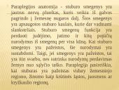 Abiejų apatinių galūnių paralyžius - paraplegija 13 puslapis