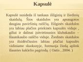Abiejų apatinių galūnių paralyžius - paraplegija 9 puslapis