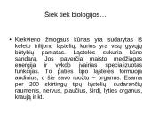 Genetiniai tyrimai 13 puslapis