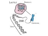 Genetiniai tyrimai 15 puslapis