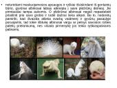 Genetiniai tyrimai 7 puslapis