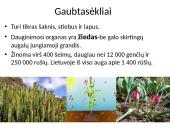 Viskas apie gaubtasėklius 2 puslapis