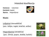 Viskas apie gaubtasėklius 5 puslapis
