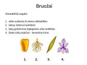 Viskas apie gaubtasėklius 6 puslapis