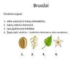 Viskas apie gaubtasėklius 7 puslapis