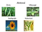 Viskas apie gaubtasėklius 10 puslapis