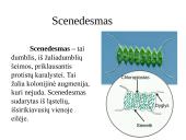 Įvairių ląstelių ir jų organelių tyrimas 11 puslapis