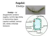 Įvairių ląstelių ir jų organelių tyrimas 13 puslapis