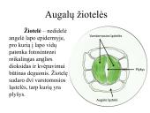 Įvairių ląstelių ir jų organelių tyrimas 14 puslapis