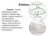 Įvairių ląstelių ir jų organelių tyrimas 16 puslapis