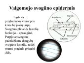 Įvairių ląstelių ir jų organelių tyrimas 17 puslapis