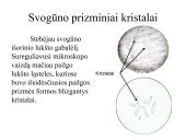 Įvairių ląstelių ir jų organelių tyrimas 19 puslapis