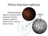 Įvairių ląstelių ir jų organelių tyrimas 20 puslapis