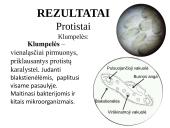 Įvairių ląstelių ir jų organelių tyrimas 9 puslapis