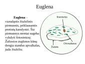 Įvairių ląstelių ir jų organelių tyrimas 10 puslapis