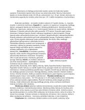 Bakterijų sandara, klasifikacija ir morfologija 2 puslapis