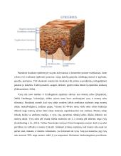 Vyrų nugaros srities odos ypatumai, odos pažeidimai po aknės, likusieji defektai 3 puslapis