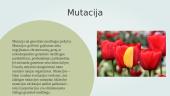 Mutacija ir genetinės ligos 4 puslapis