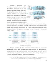 Teksto tipas, aprašymas ir jo mokymas(is) progimnazijoje  19 puslapis