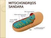 Viduląstelinis kvėpavimas  2 puslapis